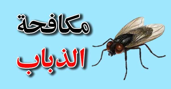 شركة مكافة الذباب بمكة